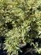 Клен пальмолистий японський Батерфляй / Acer palmatum Butterfly 34733 фото 1