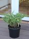 Можжевельник горизонтальный Андорра Вариегата / Juniperus horizontalis Andorra Variegata 29219 фото 2