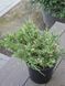 Можжевельник горизонтальный Андорра Вариегата / Juniperus horizontalis Andorra Variegata 29219 фото 1