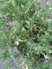 Можжевельник горизонтальный Андорра Вариегата / Juniperus horizontalis Andorra Variegata 29219 фото 3