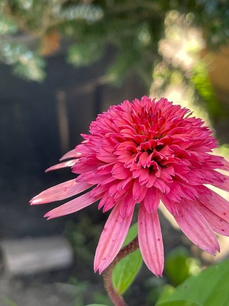 Ехінацея Распбері Трафл / Echinacea Raspberry Truffle 28030 фото