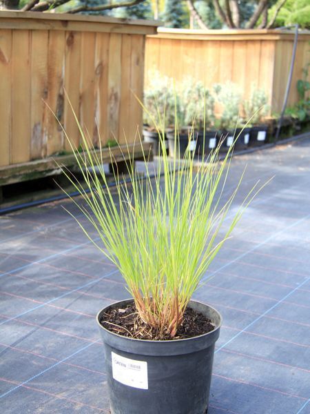 Пенисетум лисохвостый Хамельн / Pennisetum alopecuroides Hameln 27258 фото