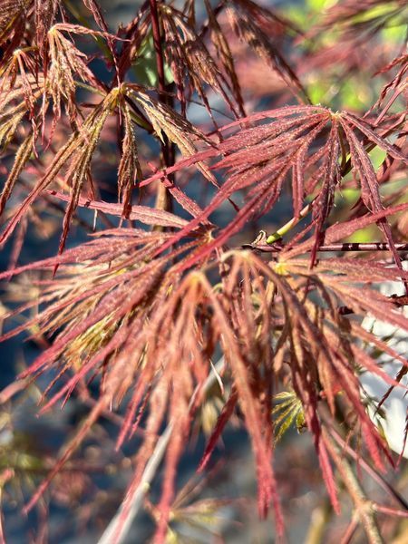 Клен пальмолистый японский Гарнет / Acer palmatum Garnet 30818 фото