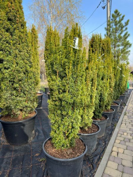 Тис ягідний Давід / Taxus baccata David 30773 фото