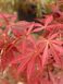 Клен пальмолистий японський Сумі Нагаші / Acer palmatum Sumi-nagashi 33480 фото 2