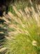 Пенисетум лисохвостый Хамельн / Pennisetum alopecuroides Hameln 27258 фото 1