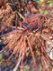 Клен пальмолистый японский Гарнет / Acer palmatum Garnet 30818 фото 2
