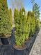 Тис ягідний Давід / Taxus baccata David 30773 фото 2