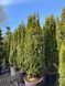 Тис ягідний Давід / Taxus baccata David 30773 фото 1