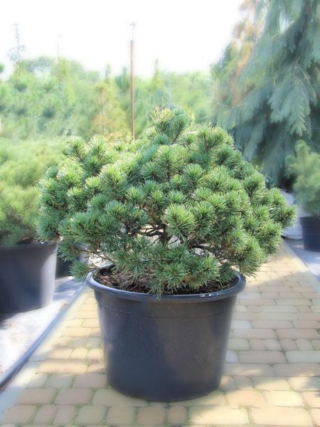 Сосна гірська Карстенс Вінтерголд / Pinus mugo Carstens Wintergold 31495 фото