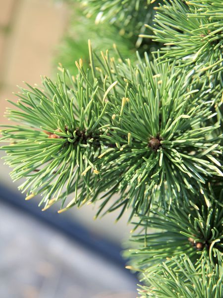 Сосна гірська Карстенс Вінтерголд / Pinus mugo Carstens Wintergold 31495 фото