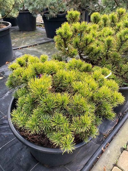 Сосна гірська Карстенс Вінтерголд / Pinus mugo Carstens Wintergold 31495 фото