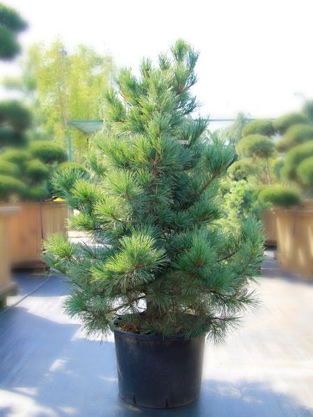 Сосна кедровая / Pinus cembra 31590 фото
