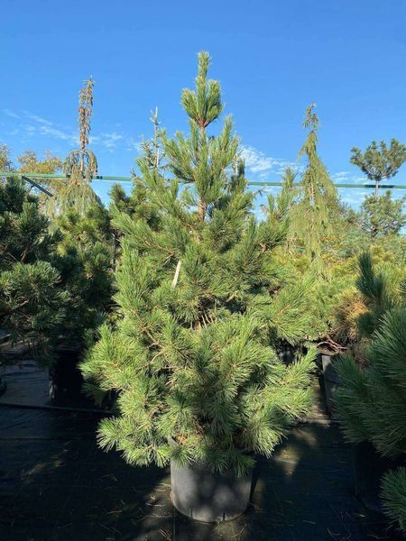 Сосна кедровая / Pinus cembra 31590 фото