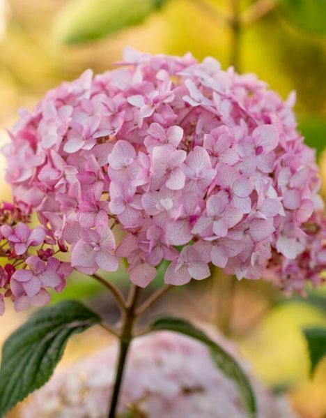 Гортензія деревоподібна Кендібел Баблгам / Hydrangea arborescens Candybelle Bubblegum 35558 фото
