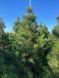 Сосна крымская новогодняя / Pinus pallasiana 33057 фото 1