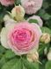 Троянда плетиста П'єр де Ронсар / Rose Pierre de Ronsard 31131 фото 1