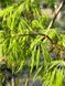Клен пальмолистий японський Діссектум Вірідіс / Acer palmatum Dissectum Viridis 30817 фото 1