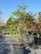 Клен пальмолистий японський Діссектум Вірідіс / Acer palmatum Dissectum Viridis 30817 фото 2