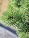 Сосна гірська Карстенс Вінтерголд / Pinus mugo Carstens Wintergold 31495 фото 5