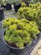 Сосна гірська Карстенс Вінтерголд / Pinus mugo Carstens Wintergold 31495 фото 3