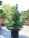Сосна кедровая / Pinus cembra 31590 фото 3