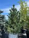 Сосна кедровая / Pinus cembra 31590 фото 1