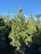 Сосна кедровая / Pinus cembra 31590 фото 2