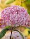 Гортензія деревоподібна Кендібел Баблгам / Hydrangea arborescens Candybelle Bubblegum 35558 фото 2