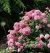Гортензія деревоподібна Кендібел Баблгам / Hydrangea arborescens Candybelle Bubblegum 35558 фото 1