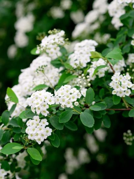 Спирея ниппонская Сноуманд / Spiraea nipponica Snowmound 19982 фото