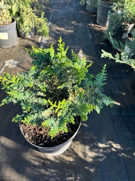 Кипарисовик горохоплідний Тедді Бір / Chamaecyparis pisifera Teddy Bear 24905 фото