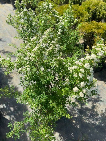 Спирея ниппонская Сноуманд / Spiraea nipponica Snowmound 19982 фото