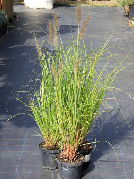 Пеннісетум лисохвостий Японікум / Pennisetum alopecuroides Japonicum 27284 фото