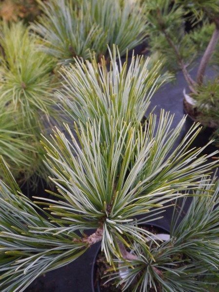 Сосна корейская Сильверей / Pinus koraiensis Silveray 27832 фото