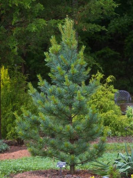 Сосна корейская Сильверей / Pinus koraiensis Silveray 27832 фото