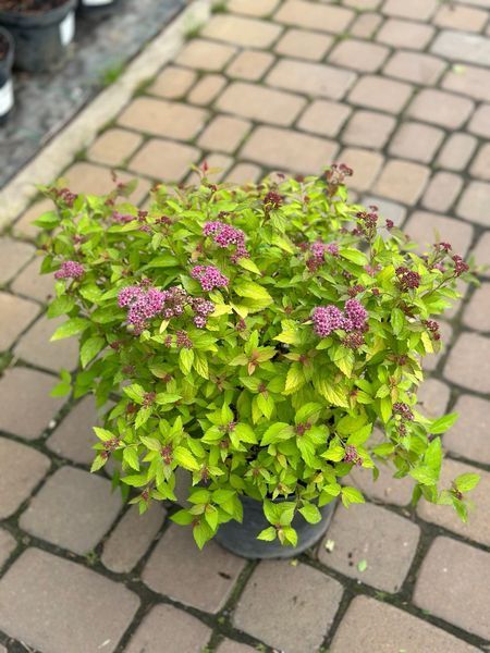 Спірея японська Меджік Карпет / Spiraea japonica Magic Carpet 31400 фото