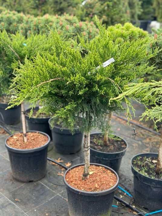 Ялівець середній Мінт Джулеп / Juniperus pfitzeriana Mint Julep
