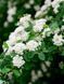 Спирея ниппонская Сноуманд / Spiraea nipponica Snowmound 19982 фото 6