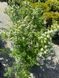 Спирея ниппонская Сноуманд / Spiraea nipponica Snowmound 19982 фото 3