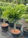 Можжевельник средний Минт Джулеп / Juniperus pfitzeriana Mint Julep 29191 фото 1