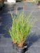 Пеннісетум лисохвостий Японікум / Pennisetum alopecuroides Japonicum 27284 фото 2