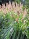 Пеннісетум лисохвостий Японікум / Pennisetum alopecuroides Japonicum 27284 фото 1