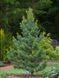 Сосна корейская Сильверей / Pinus koraiensis Silveray 27832 фото 3