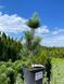 Сосна корейская Сильверей / Pinus koraiensis Silveray 27832 фото 1