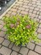 Спірея японська Меджік Карпет / Spiraea japonica Magic Carpet 31400 фото 2
