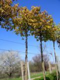 Клен остролистный Голден Глоб / Acer Platanoides Golden Globe 32645 фото