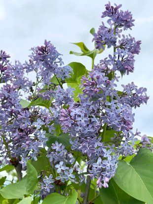 Бузок звичайний видовий / Syringa vulgaris 33499 фото
