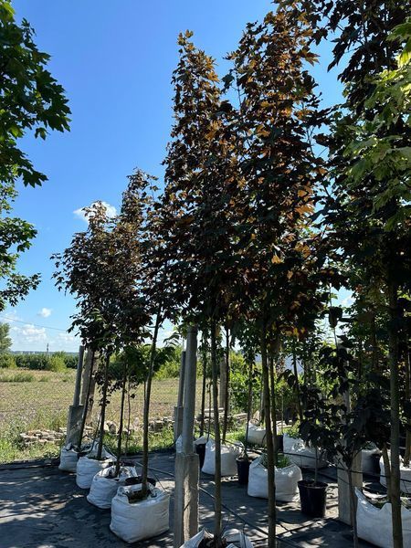 Клен псевдоплатановый Атропурпуреум / Acer pseudoplatanus Atropurpureum 24698 фото