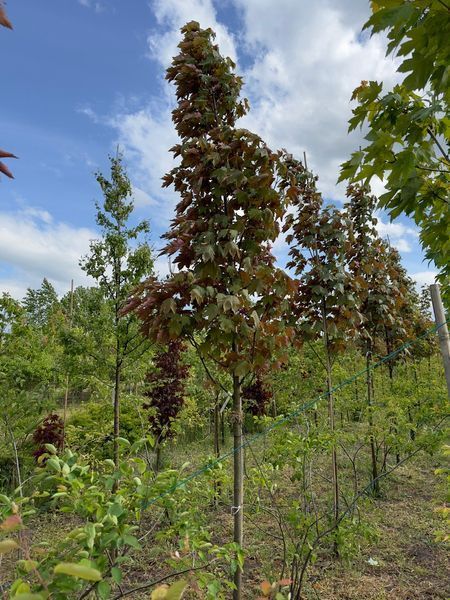 Клен псевдоплатановый Атропурпуреум / Acer pseudoplatanus Atropurpureum 24698 фото